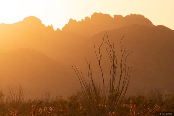 An ocotillo plant and sunset light at the rugged Stepladder Mountains in the Mojave Desert of California.
