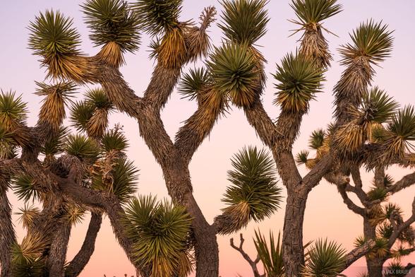Joshua tree against a sunset sky.