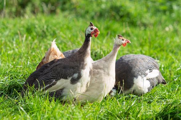 A medium shot of several guinea fowl in a field of long green grass.