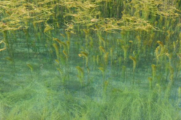 Fronds of pond weed stretch to the surface of a clear freshwater pond.