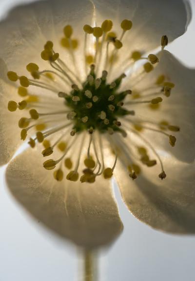 wood anemone