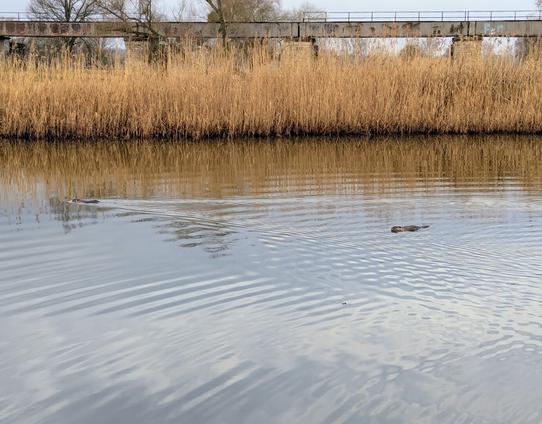 Two beavers swim in a calm pond with ripples, tall brown reeds line the opposite bank, and an old bridge spans the background.