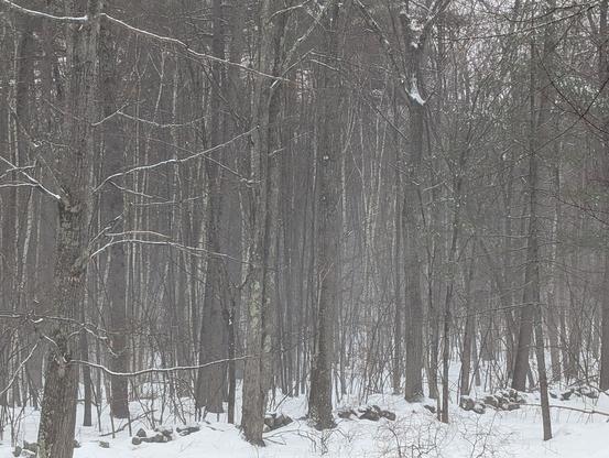 Black and white photograph of the forest along a snow covered stone wall, some branches are accentuated by the snow. A light fog gives the forest a hazy otherworldly feeling.
