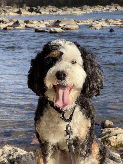 In the foreground a tricolor (black, white, and brown) mini-bernedoodle sits on a rock and looks at the camera and in the background are a river and more rocks.