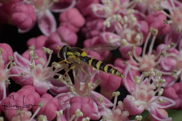 Das Foto zeigt die Makroaufnahme einer Schwebfliege, die auf den Blüten einer Tellerhortensie sitzt und Nektar sucht.