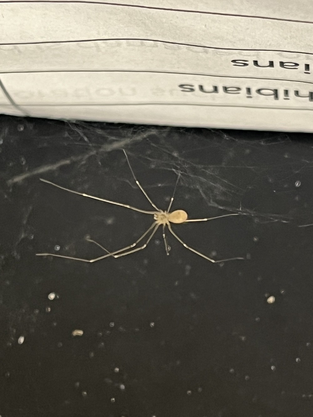 Pholcus phalangioides hanging out on my lab bench.