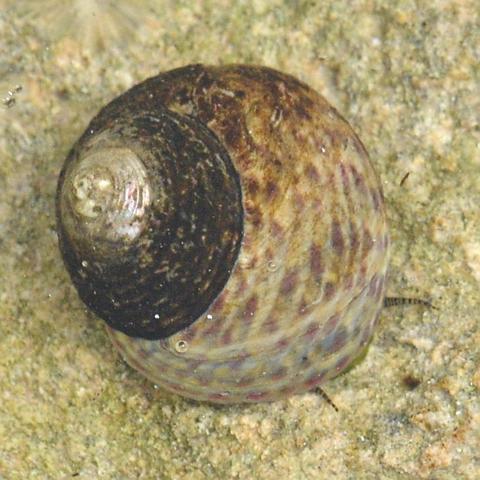 A photo of a snail underwater on stone.
