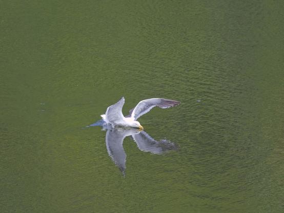 A kelp gull landing on a calm lake surface. The photo was captured mid landing, and her wings are still in the air, though her body is in the water. Because the surface of the lake is so smooth, a mirror like reflection of her is visible on the surface of the water, almost making it appear as though she has four wings. The surface of the lake is otherwise green in colour from the reflections of the surround foliage.