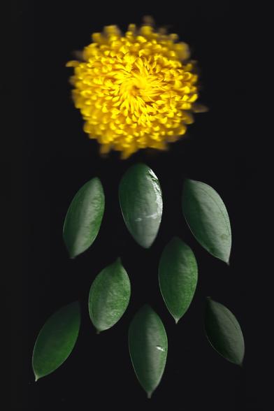 A vibrant yellow flower is centered at the top with green leaves arranged beneath it, all set against a black background. The image emphasizes the contrast between the flower and leaves.