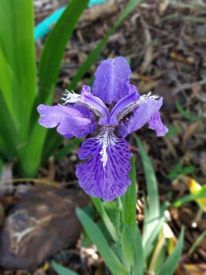 iris flower