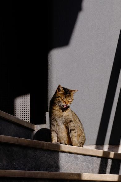 Photo of a tabby cat on a set of stairs. The cat seems to be grooming, as its tongue is out a little bit.