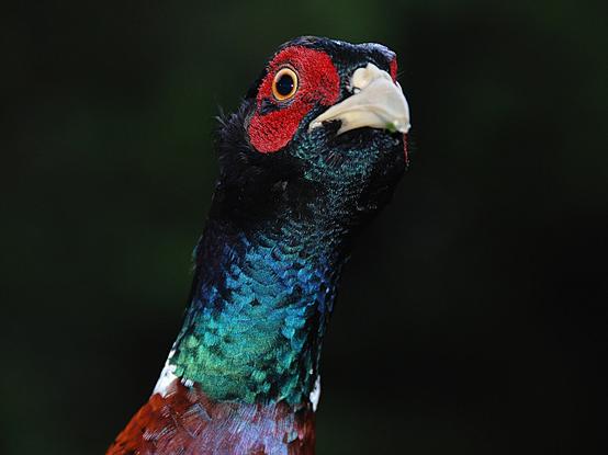 Fazant - Phasianus colchicus - portret. De foto toont de kop en hals van het dier met veel verschillende kleuren bruin, paars, groen, blauw, rood, oranje, wit en zwart.