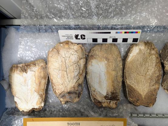 Mammoth teeth are composed of plates of dentine surrounded by enamel. A series of these individual plates is held together by cementum, forming ridges along the lamination boundary, creating a coarse chewing surface ideal for grinding fibrous plants and grasses.