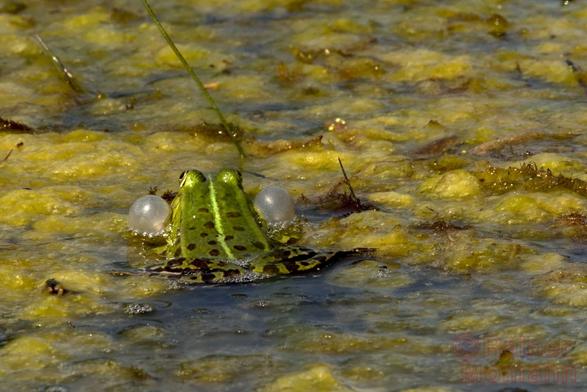 Farbfotografie im Format 3:2 waagerecht.
Ein Teichfrosch, welcher im Moment seine Luftsäcke, vom quaken gefüllt hat. Der Frosch ist von hinten zu sehen. Die beiden Luftsäcke ragen beidseitig, schräg unter den Augenkugeln heraus.