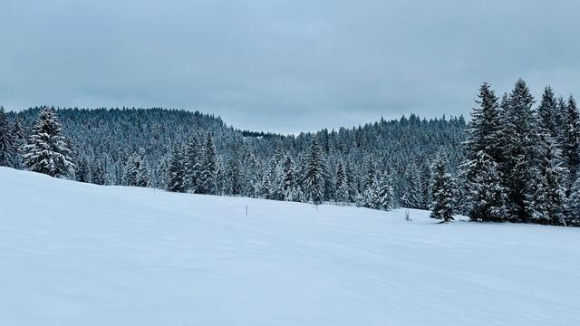 Unbroken fresh snow on a pasture against a backdrop of fir forest with snow-frosted branches under an overcast sky.