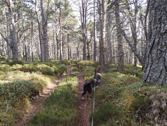 A vehicle track through open woodland. The ground is heather and blaeberry, the trees are fairly mature Scots pine. Moray the dog is stood looking ahead.