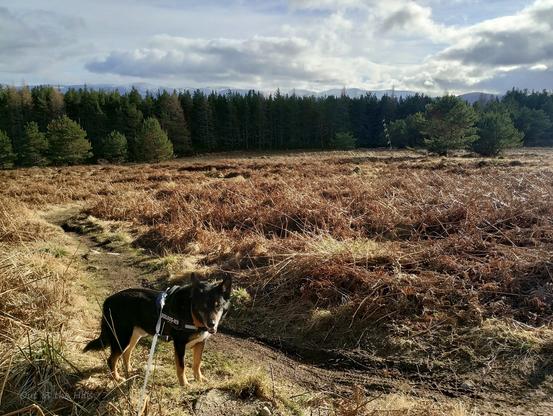 An open bit of heathery and grassy ground, with a thick forest plantation in the middle distance. In the distance the tops of the high Cairngorms are just visible with a sparse coating of snow. Blue sky and patchy clouds. Moray the dog stood looking back at me.
