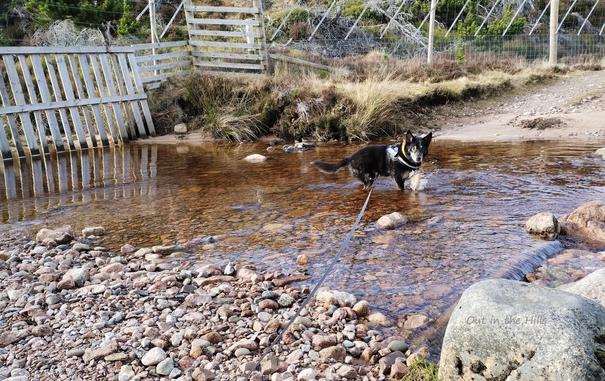 A stream crossing a gravel forest road. There is woodland beyond, enclosed by deer fencing. Moray the dog is stood in the water looking back at me.
