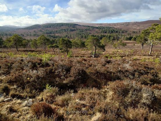 Looking across heather moorland. There are some mature Scots pines, and also some younger ones regenerating. Blue sky, patchy clouds.