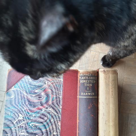 Two volumes of Darwin's "The Variation of Animals and Plants under Domestication" published in 1896. The second volume misses its spine. A cat is sniffing on the books.