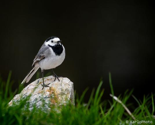 A small bird sitting on a rock.