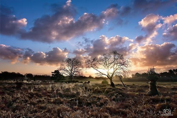 A photo taken in the winter on a field of heater. At the horizon are trees and the sun is just above these trees. In the middle of the picture stand two larger trees, but the best is the sky with puffs of clouds and a gradient from yellow at the bottem en blue towards the top.