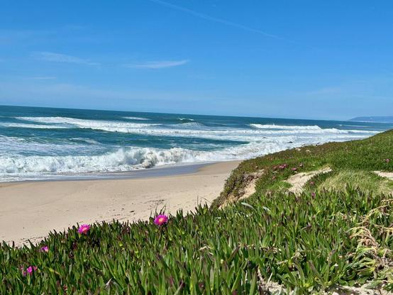 Beach scene of surf, blue sky, and dunes covered with green ice plant and intense pink flowers.