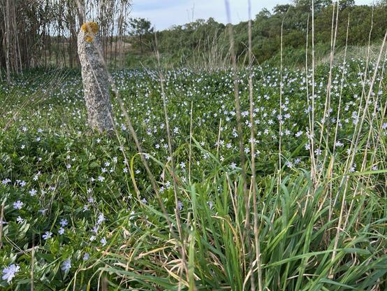 Wildflower meadow of green foliage with pale blue flowers.
