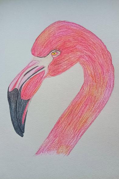 Colour pencil drawing of flamingo.