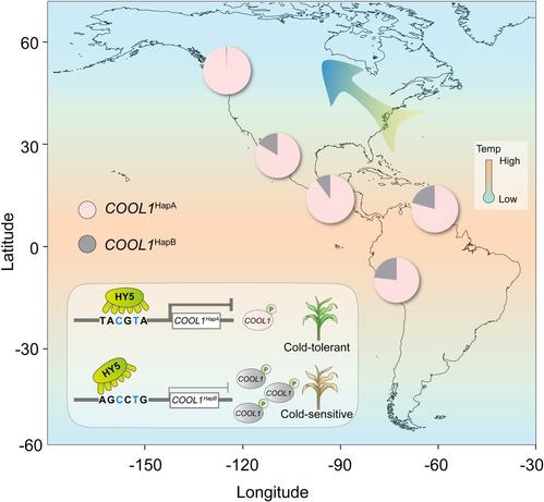 Annotated map of the Americas, illustrating the proportional distribution of haplotypes (HapA and HapB) in 1,008 maize landraces from different latitudinal regions of the Americas. Inset shows that, under cold stress, HY5 binds more effectively to the COOL1HapA promoter due to natural variations in the A-box (TACGTA), reducing COOL1 expression and enhancing cold tolerance in COOL1HapA lines. The differential HY5 binding affinities lead to varying COOL1 transcription and translation levels, affecting the activation of cold-responsive genes.