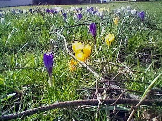 close picture of purple and yellow crocus flowers on a green space