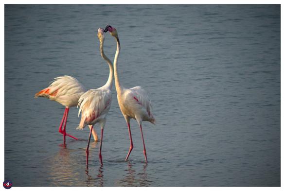 two flamingos are fighting each other
there's a third flamingo behind them

(one of the flamingo bit the other flamingo's butt to make it move away from the patch so it could eat there - but the other one decided to fight back)