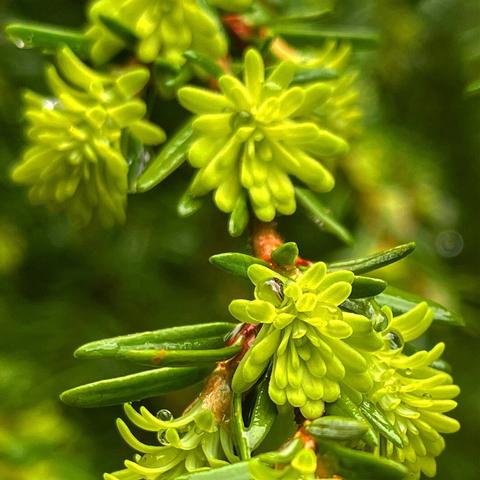 Water drops on hemlock new growth