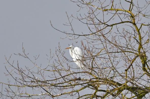 Äste und Zweige eines Baumes, mit hellgrünen Flechten bewachsen. Auf einem Ast sitzt ein großer weißer Vogel mit langen Beinen, langem eingeklapptem Hals und einem ebenfalls langem orangenem Schnabel.
