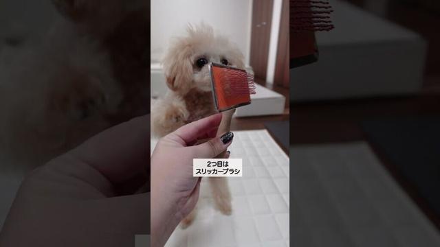 セリアで買ってよかった犬グッズ2選 #トイプードル