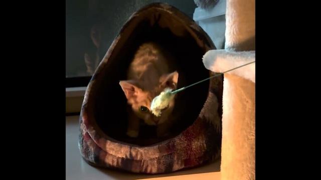 デボンレックス兄と猫じゃらしで遊びました(Playing with Devon Rex cat using a cat toy)