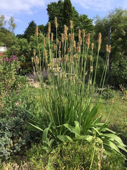 Foto: auf einem niedrigen, vollgewachsenen Hochbeet sitzt eine Spitzwegerichpflanze mit hellbraunen schmalen Blütenständen, an denen gelbliche Pollen hängen. Im Hintergrund Garten und ein blauer Himmel.