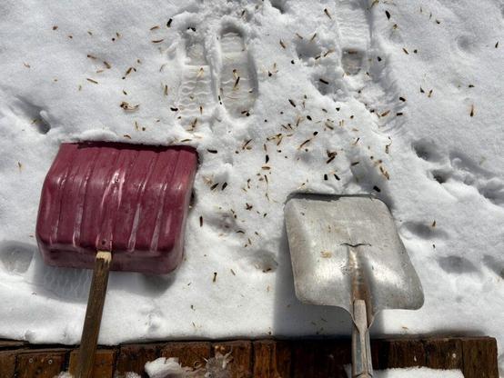 A red plastic shovel next to a metal shovel, both resting on white snow that has wood shavings on it and boot prints.