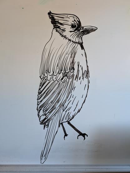 Whiteboard marker drawing of a perched bird in profile.