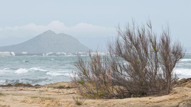 A photo of a large tamarisk bush on the shore of a bay. The water is rough and there's a large hill on the far shore. The sky is overcast.