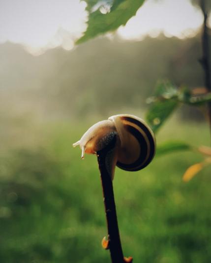 A sunny, foggy evening scenery, in the background we see distant trees and pastures, the focus is on the foreground, where a small snail is balancing herself on the very tip of a twig