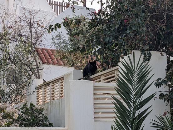 Black cat sitting on a tiled roof above whitewashed walls and surrounded by palm and other leaves