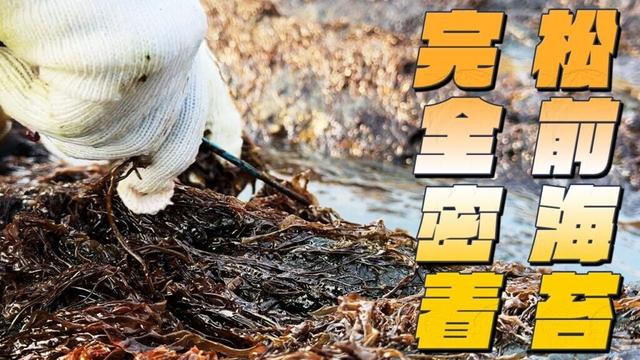 【北海道】幻の海苔と呼ばれる「松前海苔」完成までの道のりに完全密着