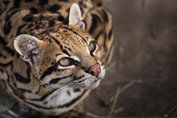 l-ocelot-mysterieux-felin-des-ameriques-1