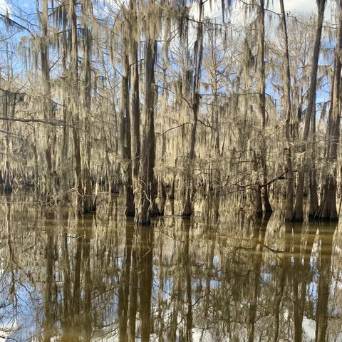 Bayou with a grove of bald cypress covered in Spanish moss.