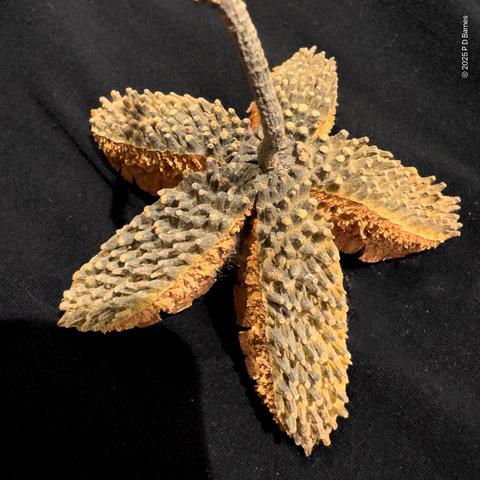 Exterior of an open seed pod with five ovoid canoe-shaped containers with a rough, rasp-like, almost spiky surface, arranged in the shape of a star.