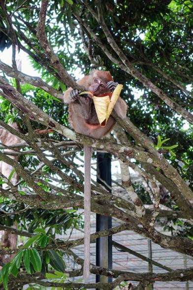 A light brown monkey with a long tail sits in the branches of a tree, holding a large, yellow, curled leaf to its mouth. The monkey's face is partially obscured by the leaf, but its eyes are visible, conveying a thoughtful expression.  The monkey appears relaxed, with its limbs resting comfortably on the branches. The tree's branches are thin and textured, with green leaves visible in the background. A fence is visible in the lower right corner.