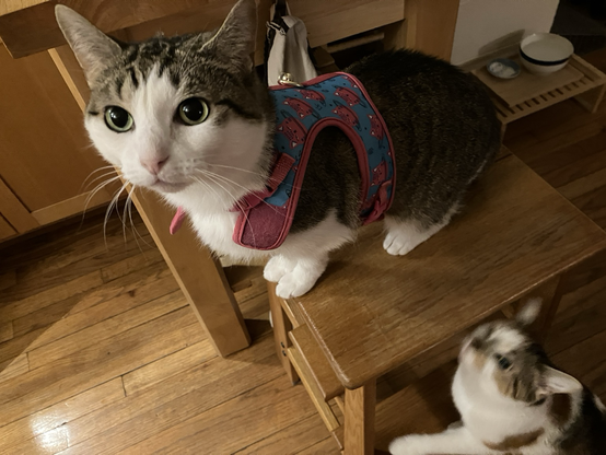 My cat Miju wearing a vest  and being adorable
