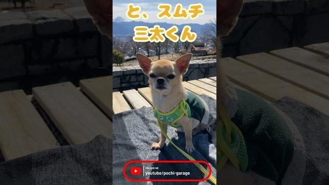 肩乗りスムースコートチワワ 三太くんと富士山 #Shorts #dog