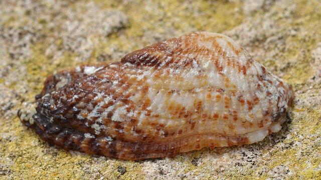 A photo of a noah's ark shell on a stone surface.